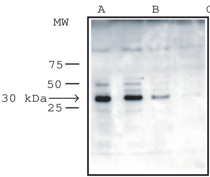 Anti-VDAC/Porin antibody produced in rabbit IgG fraction of antiserum, buffered aqueous solution