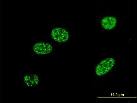 Monoclonal Anti-BNIP3L antibody produced in mouse clone 3G2, purified immunoglobulin, buffered aqueous solution