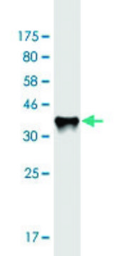 Monoclonal Anti-RAB11FIP3 antibody produced in mouse clone 6H6, purified immunoglobulin