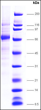 TFIIH, p62 subunit human recombinant, expressed in E. coli, &#8805;70% (SDS-PAGE)