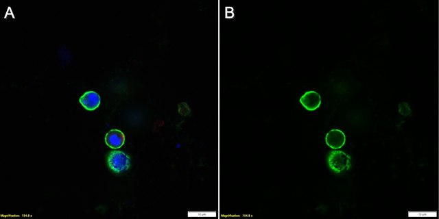 Anti-LAG3 Antibody, clone 4-10-C9 ZooMAb&#174; Mouse Monoclonal recombinant, expressed in HEK 293 cells