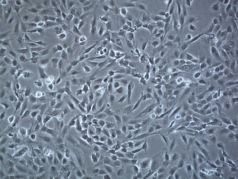 血脑屏障hCMEC/D3细胞系 The hCMEC/D3 BBB cell line has been extensively characterized for brain endothelial phenotype and is a model of human blood-brain barrier (BBB) function.