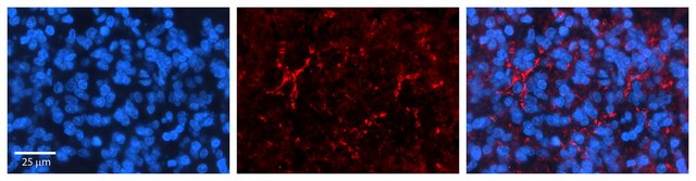 Anti-SLC1A4 antibody produced in rabbit affinity isolated antibody