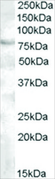 Anti-FOXP2, C-Terminal antibody produced in goat affinity isolated antibody, buffered aqueous solution