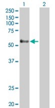 Anti-GPR56 antibody produced in rabbit purified immunoglobulin, buffered aqueous solution