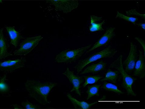 Anti-KLK7 antibody produced in mouse purified immunoglobulin, buffered aqueous solution