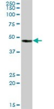 Anti-CA14 antibody produced in mouse purified immunoglobulin, buffered aqueous solution