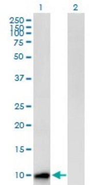 Anti-CST8 antibody produced in mouse purified immunoglobulin, buffered aqueous solution