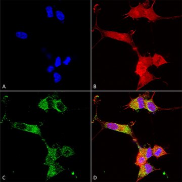 Monoclonal Anti-Mglur1/5 - Rpe antibody produced in mouse clone S75-33, purified immunoglobulin