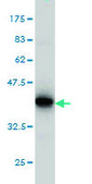 Monoclonal Anti-ITM1 antibody produced in mouse clone 4D4, purified immunoglobulin, buffered aqueous solution