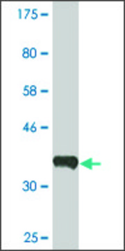 Monoclonal Anti-ERBB2IP, (C-terminal) antibody produced in mouse clone 10G1, ascites fluid