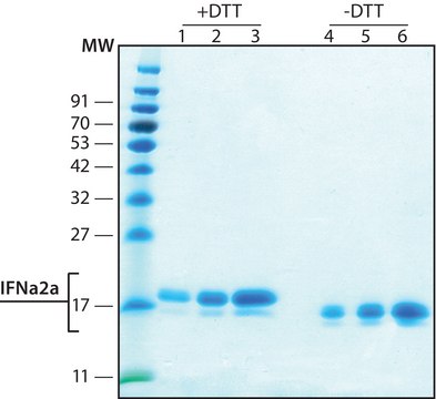 Interferon Alpha 2A human recombinant, expressed in HEK 293 cells, &#8805;98% (SDS-PAGE), lyophilized powder