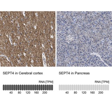 Anti-SEPT4 antibody produced in rabbit Prestige Antibodies&#174; Powered by Atlas Antibodies, affinity isolated antibody, buffered aqueous glycerol solution, Ab1