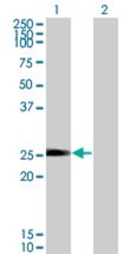 Monoclonal Anti-TXNL6 antibody produced in mouse clone 7H3, purified immunoglobulin, buffered aqueous solution