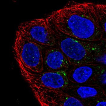 Anti-TMEM133 antibody produced in rabbit Prestige Antibodies&#174; Powered by Atlas Antibodies, affinity isolated antibody