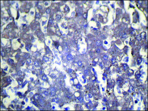 Anti-WIF1 affinity isolated antibody