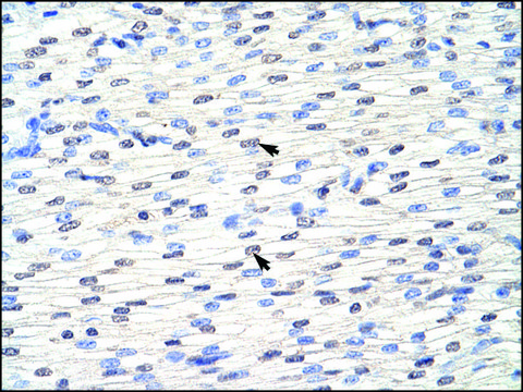 Anti-EIF4B antibody produced in rabbit IgG fraction of antiserum