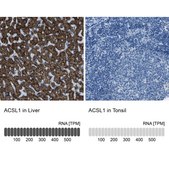 Anti-ACSL1 antibody produced in rabbit Prestige Antibodies® Powered by Atlas Antibodies, affinity isolated antibody, buffered aqueous glycerol solution