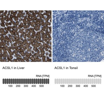 Anti-ACSL1 antibody produced in rabbit Prestige Antibodies&#174; Powered by Atlas Antibodies, affinity isolated antibody, buffered aqueous glycerol solution