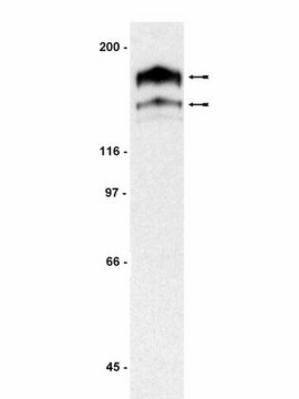 Anti-PDGFR&#945; Antibody Upstate&#174;, from rabbit