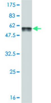 Monoclonal Anti-FTS antibody produced in mouse clone 2A11, purified immunoglobulin, buffered aqueous solution