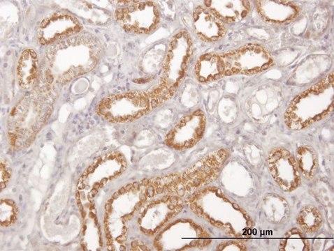 Monoclonal Anti-COX6C antibody produced in mouse clone 4G4-2A8, purified immunoglobulin, buffered aqueous solution