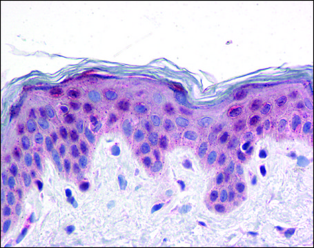 Anti-PRDM16 antibody produced in rabbit affinity isolated antibody