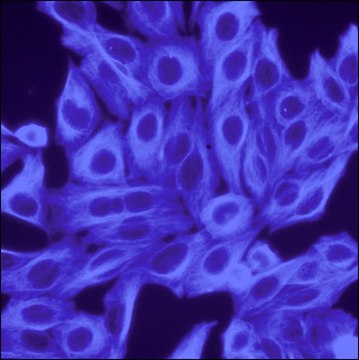 Anti-Mouse IgG (H+L), F(ab&#8242;)2 fragment, CF&#8482;350 antibody produced in goat ~2&#160;mg/mL, affinity isolated antibody, buffered aqueous solution