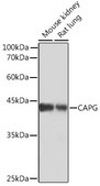 Anti-CAPG Antibody, clone 5V9G1, Rabbit Monoclonal