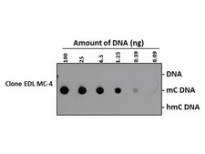 Anti-5-Methylcytosine (5mC) Antibody, clone EDL MC-4 clone EDL MC-4, from mouse