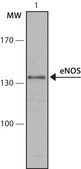 Anti-Nitric Oxide Synthase, Endothelial (1185-1205) antibody produced in rabbit IgG fraction of antiserum, buffered aqueous solution