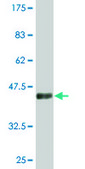 Monoclonal Anti-CDKN2D antibody produced in mouse clone 2E10, purified immunoglobulin, buffered aqueous solution