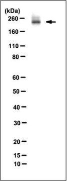 Anti-Mi-2&#946; Antibody, clone 2G8 clone 2G8, from mouse