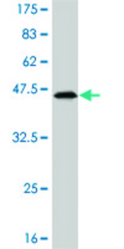 Monoclonal Anti-TTF2 antibody produced in mouse clone 3D11, purified immunoglobulin, buffered aqueous solution