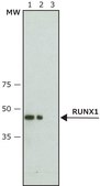 Anti-RUNX1 (N-terminal) antibody produced in rabbit ~1.0 mg/mL, affinity isolated antibody, buffered aqueous solution
