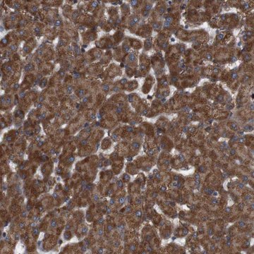 Anti-SIGLEC8 antibody produced in rabbit Prestige Antibodies&#174; Powered by Atlas Antibodies, affinity isolated antibody, buffered aqueous glycerol solution