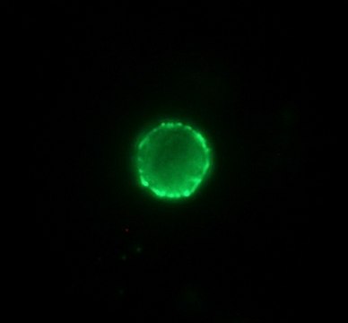 Anti-Pig IgG (whole molecule)&#8722;FITC antibody produced in rabbit affinity isolated antibody, buffered aqueous solution