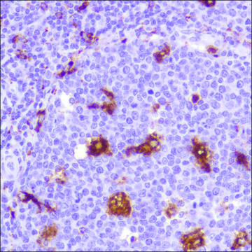 Anti-CD68 antibody, Rabbit monoclonal recombinant, expressed in proprietary host, clone SP251, affinity isolated antibody