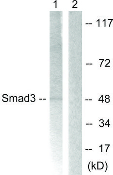 Anti-SMAD3 antibody produced in rabbit affinity isolated antibody