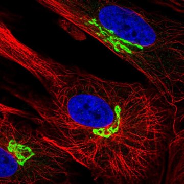 Anti-ARL1 antibody produced in rabbit Prestige Antibodies&#174; Powered by Atlas Antibodies, affinity isolated antibody