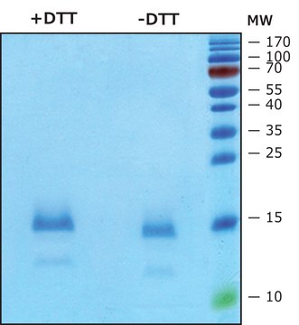 Interleukin-4 human IL-4, recombinant, expressed in HEK 293 cells, suitable for cell culture, endotoxin tested