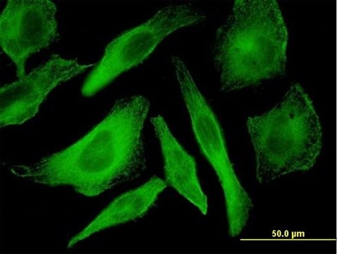 Monoclonal Anti-MAPK12 antibody produced in mouse clone 4F4-3D2, purified immunoglobulin, buffered aqueous solution