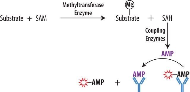 Transcreener&#174; EPIGEN Methyltransferase Assay