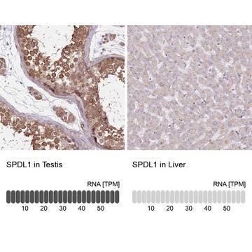 Anti-SPDL1 antibody produced in rabbit Prestige Antibodies&#174; Powered by Atlas Antibodies, affinity isolated antibody, buffered aqueous glycerol solution