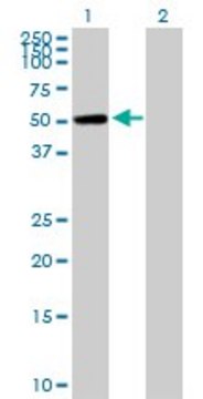 Anti-CAMK1G antibody produced in mouse purified immunoglobulin, buffered aqueous solution