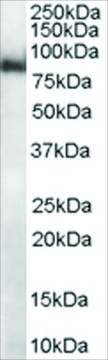 Anti-MID2/TRIM1 antibody produced in goat affinity isolated antibody, buffered aqueous solution