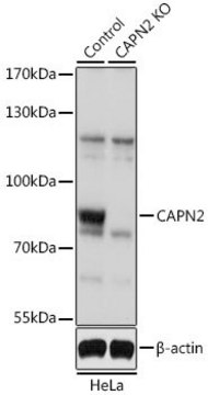 Anti-CAPN2 antibody produced in rabbit