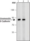 Monoclonal Anti-Uvomorulin/E-Cadherin antibody produced in rat clone DECMA-1, purified from hybridoma cell culture