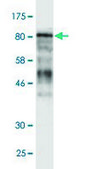 Monoclonal Anti-MCM5 antibody produced in mouse clone 2H8, ascites fluid