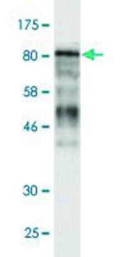 Monoclonal Anti-MCM5 antibody produced in mouse clone 2H8, ascites fluid